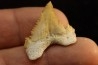 PALEOCARCHARODON ORIENTALIS - Paléocène - Oued Zem, Khouribga, Maroc