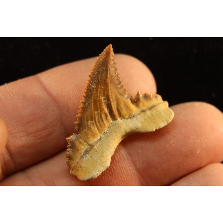 PALEOCARCHARODON ORIENTALIS - Paléocène - Oued Zem, Khouribga, Maroc