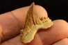 PALEOCARCHARODON ORIENTALIS - Paléocène - Oued Zem, Khouribga, Maroc