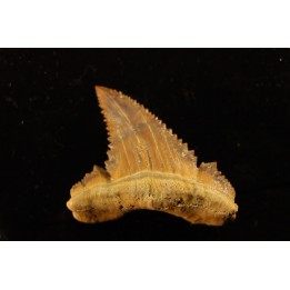 PALEOCARCHARODON ORIENTALIS - Paléocène - Oued Zem, Khouribga, Maroc