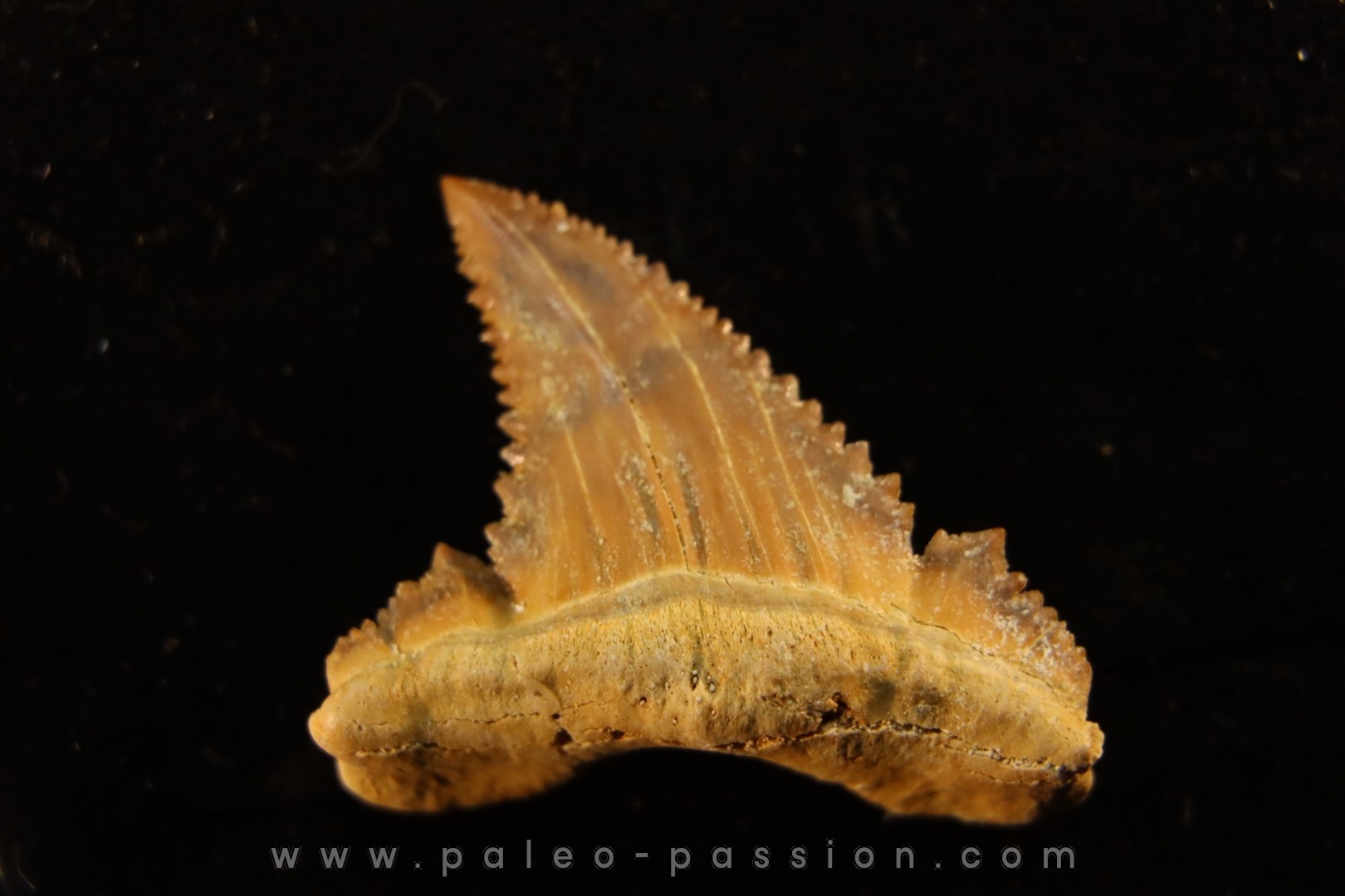 PALEOCARCHARODON ORIENTALIS