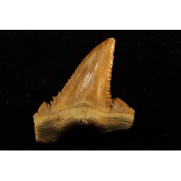 PALEOCARCHARODON ORIENTALIS