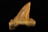 PALEOCARCHARODON ORIENTALIS