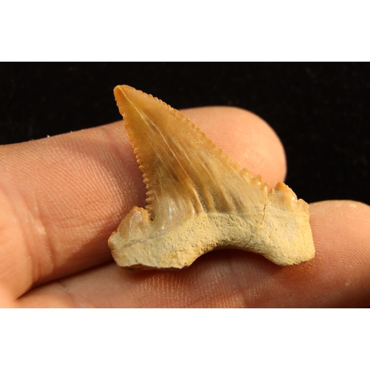 PALEOCARCHARODON ORIENTALIS - Paléocène - Oued Zem, Khouribga, Maroc