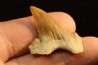 PALEOCARCHARODON ORIENTALIS