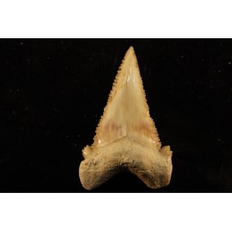 PALEOCARCHARODON ORIENTALIS