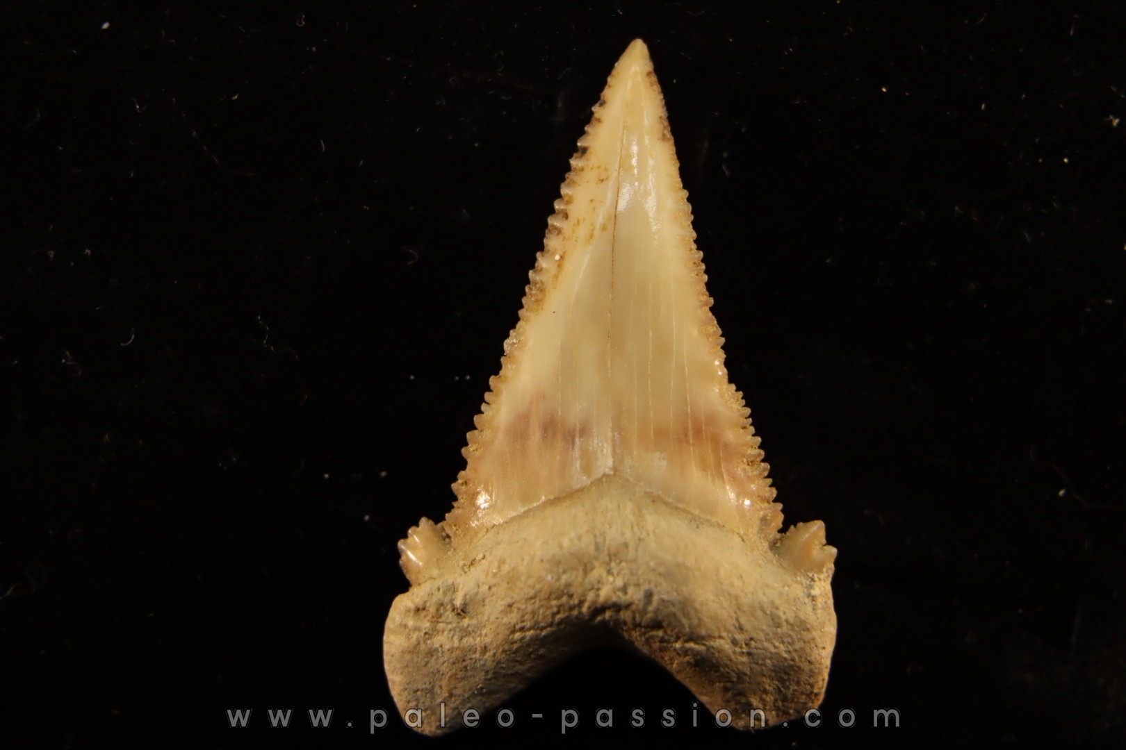 PALEOCARCHARODON ORIENTALIS