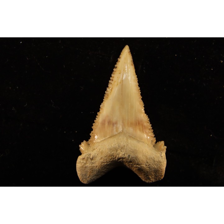 PALEOCARCHARODON ORIENTALIS