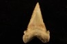 PALEOCARCHARODON ORIENTALIS