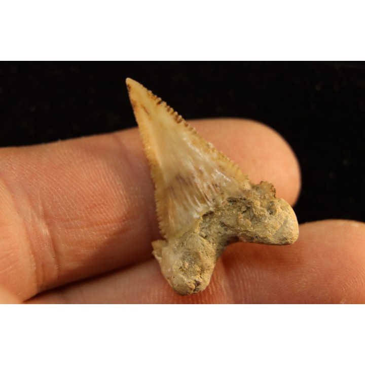 PALEOCARCHARODON ORIENTALIS