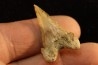 PALEOCARCHARODON ORIENTALIS - Paléocène - Oued Zem, Khouribga, Maroc