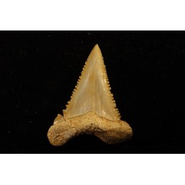 PALEOCARCHARODON ORIENTALIS - Paléocène - Oued Zem, Khouribga, Maroc