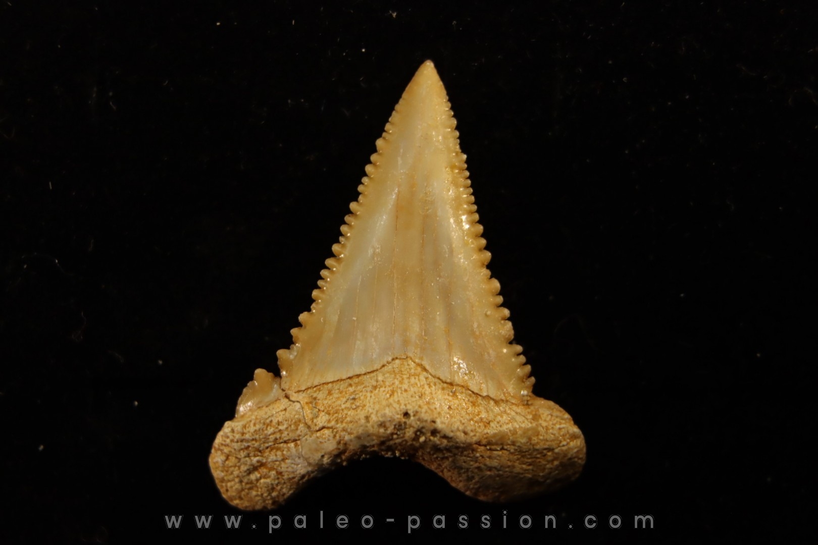 PALEOCARCHARODON ORIENTALIS