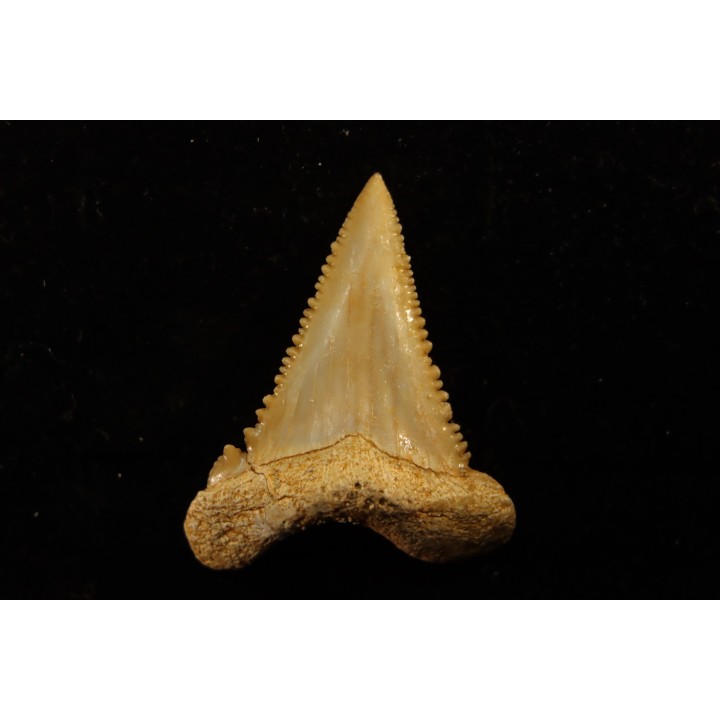 PALEOCARCHARODON ORIENTALIS