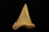 PALEOCARCHARODON ORIENTALIS