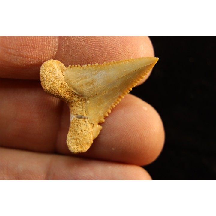 PALEOCARCHARODON ORIENTALIS - Paléocène - Oued Zem, Khouribga, Maroc