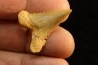 PALEOCARCHARODON ORIENTALIS