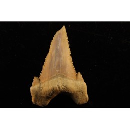 PALEOCARCHARODON ORIENTALIS