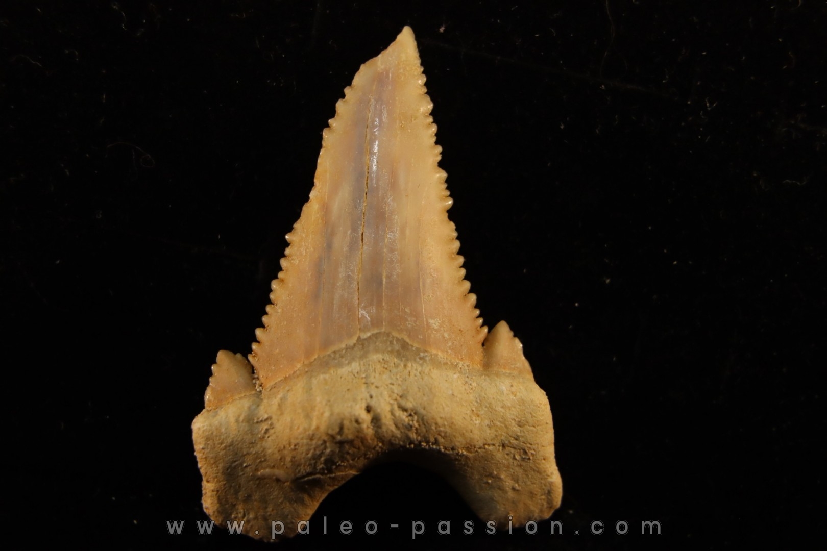 PALEOCARCHARODON ORIENTALIS