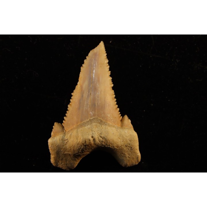PALEOCARCHARODON ORIENTALIS