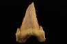 PALEOCARCHARODON ORIENTALIS