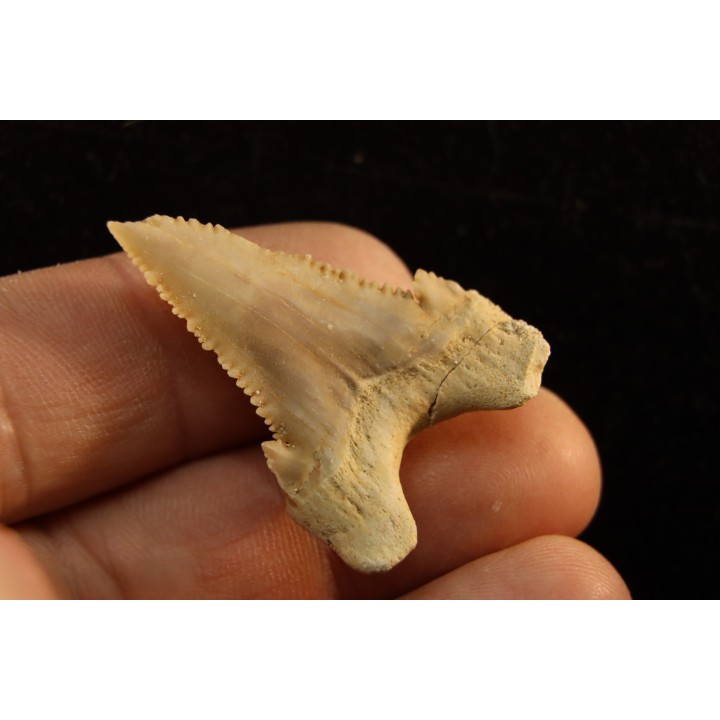 PALEOCARCHARODON ORIENTALIS - Paléocène - Oued Zem, Khouribga, Maroc