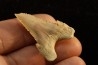PALEOCARCHARODON ORIENTALIS - Paléocène - Oued Zem, Khouribga, Maroc