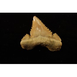 PALEOCARCHARODON ORIENTALIS