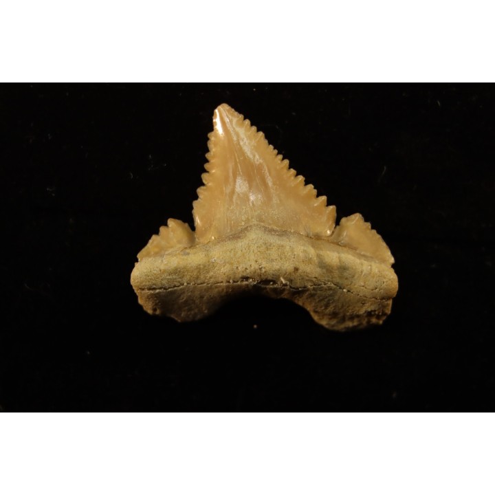 PALEOCARCHARODON ORIENTALIS