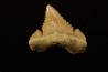 PALEOCARCHARODON ORIENTALIS