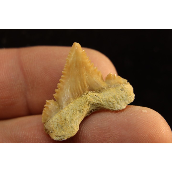 PALEOCARCHARODON ORIENTALIS