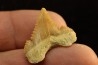 PALEOCARCHARODON ORIENTALIS - Paléocène - Oued Zem, Khouribga, Maroc