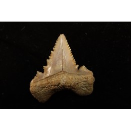 PALEOCARCHARODON ORIENTALIS