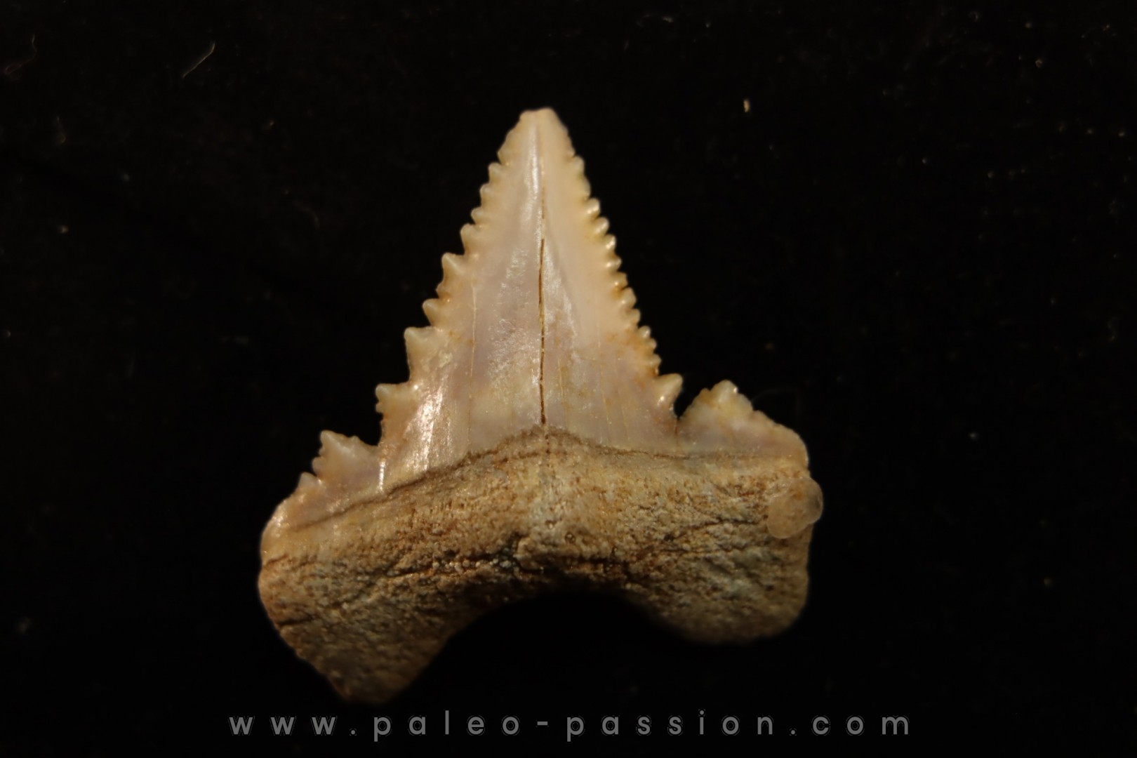 PALEOCARCHARODON ORIENTALIS