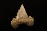 PALEOCARCHARODON ORIENTALIS