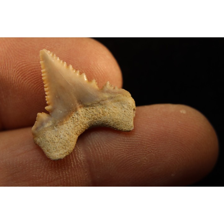 PALEOCARCHARODON ORIENTALIS - Paléocène - Oued Zem, Khouribga, Maroc