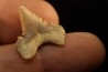 PALEOCARCHARODON ORIENTALIS