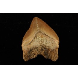 shark tooth: SQUALICORAX PRISTODONTUS - Maastrichtian - Oued Zem, Khouribga, Morocco