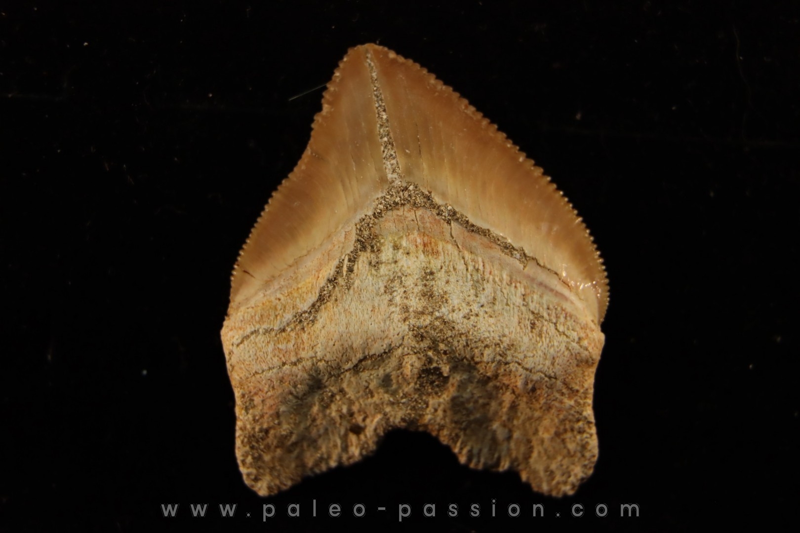 shark tooth: SQUALICORAX PRISTODONTUS - Maastrichtian - Oued Zem, Khouribga, Morocco