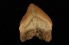 shark tooth: SQUALICORAX PRISTODONTUS - Maastrichtian - Oued Zem, Khouribga, Morocco