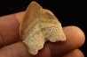 shark tooth: SQUALICORAX PRISTODONTUS - Maastrichtian - Oued Zem, Khouribga, Morocco