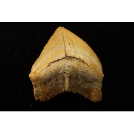shark tooth: SQUALICORAX PRISTODONTUS - Maastrichtian - Oued Zem, Khouribga, Morocco