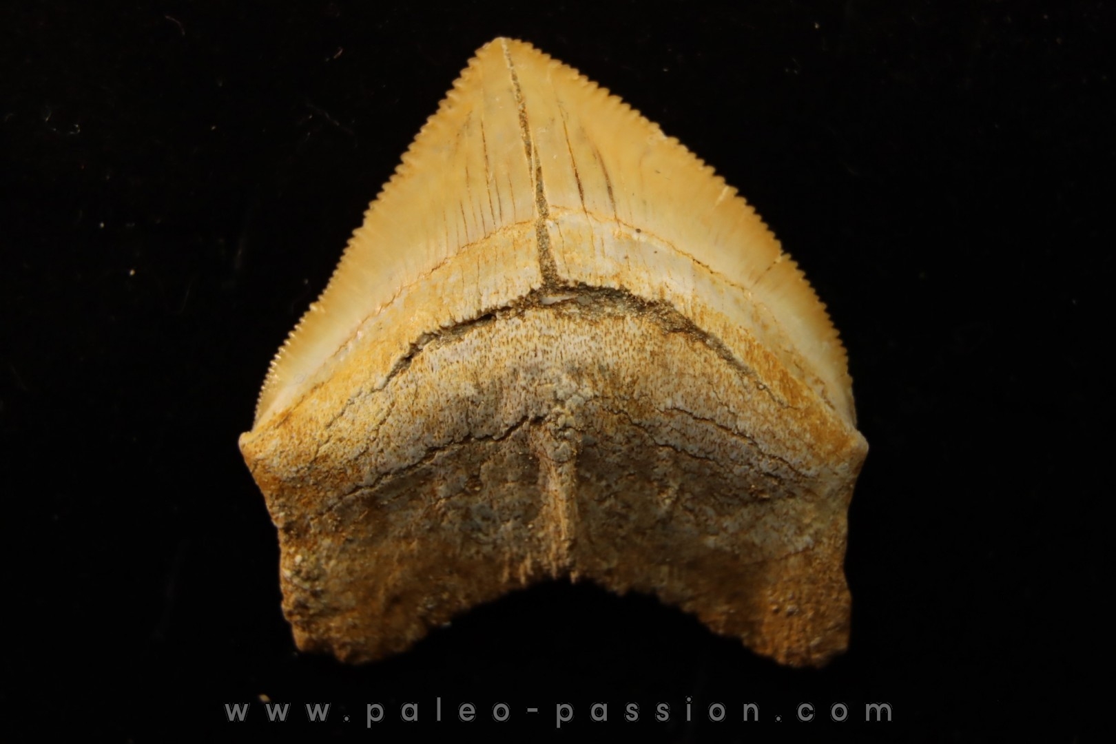 shark tooth: SQUALICORAX PRISTODONTUS - Maastrichtian - Oued Zem, Khouribga, Morocco