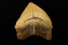 shark tooth: SQUALICORAX PRISTODONTUS - Maastrichtian - Oued Zem, Khouribga, Morocco