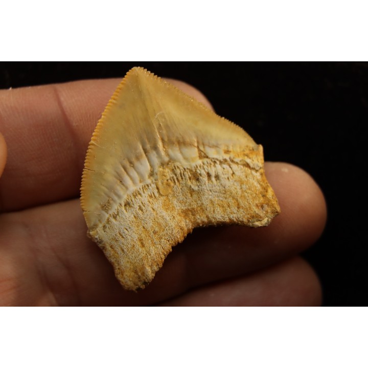 shark tooth: SQUALICORAX PRISTODONTUS - Maastrichtian - Oued Zem, Khouribga, Morocco