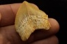 shark tooth: SQUALICORAX PRISTODONTUS - Maastrichtian - Oued Zem, Khouribga, Morocco