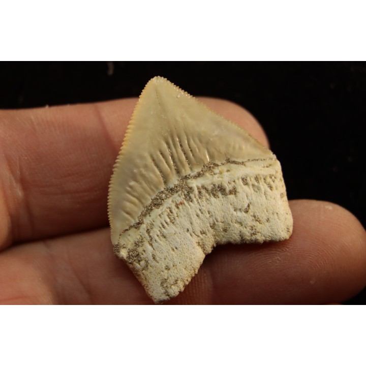 shark tooth: SQUALICORAX PRISTODONTUS - Maastrichtian - Oued Zem, Khouribga, Morocco