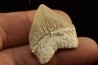shark tooth: SQUALICORAX PRISTODONTUS - Maastrichtian - Oued Zem, Khouribga, Morocco