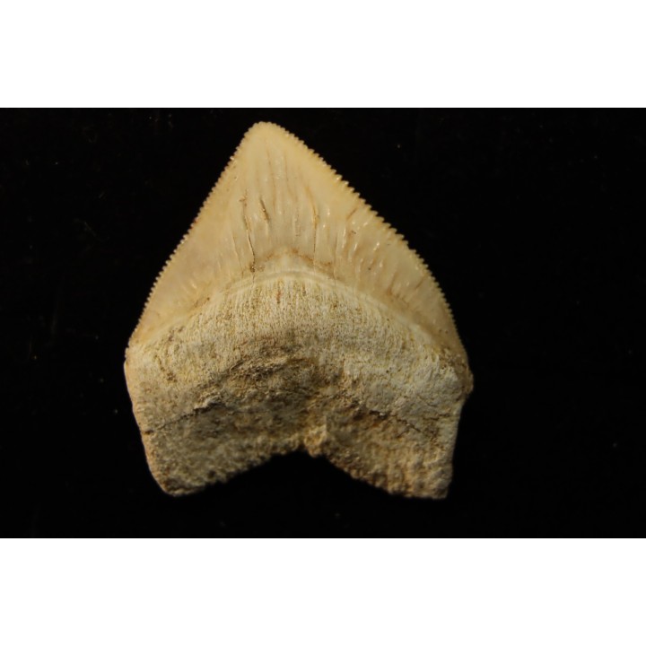 shark tooth: SQUALICORAX PRISTODONTUS - Maastrichtian - Oued Zem, Khouribga, Morocco