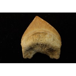 SQUALICORAX PRISTODONTUS, Maestrichtien, Oued Zem, MAROC